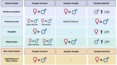 Sex differences in glutamate transmission and plasticity in reward related regions